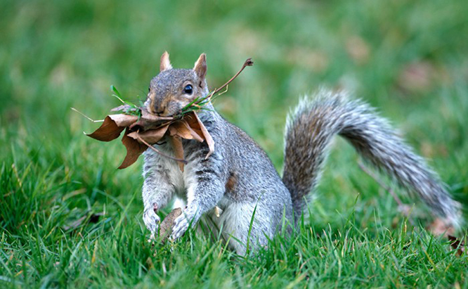 Wildlife Prevention Authority | 337 Linden St, Oshawa, ON L1H 6R3, Canada | Phone: (877) 456-7770