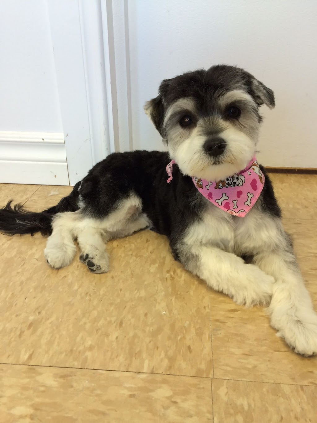 Beauté Animale Caro-Lyne | 158 Rue Olivier, Saint-Alphonse-de-Granby, QC J0E 2A0, Canada | Phone: (450) 956-1641