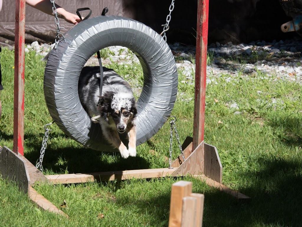 TnT K-9 Concepts | 471 Chem. Saint-Antoine, Val-des-Monts, QC J8N 7H8, Canada | Phone: (819) 671-6464