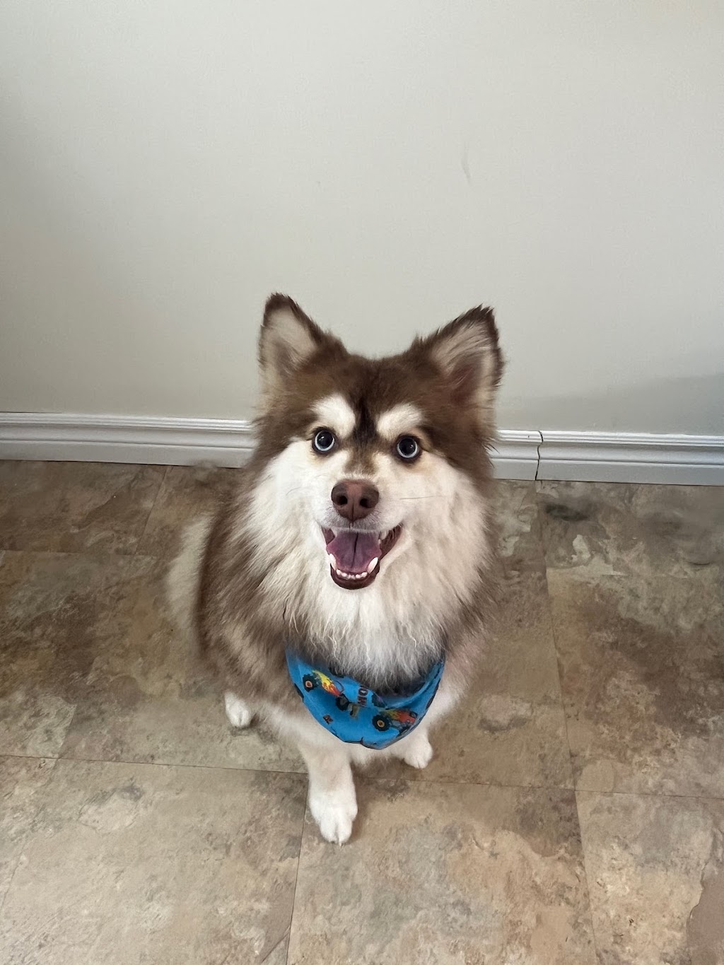 Friends Fur Life Dog & Cat Groomer | 495 Biesenthal Rd, Pembroke, ON K8A 6W7, Canada | Phone: (613) 732-5217