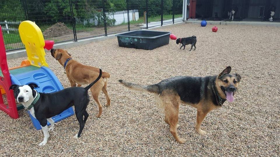 Northstar Kennels | 58418 Range Rd 223, Opal, AB T0A 2R0, Canada | Phone: (780) 942-4555