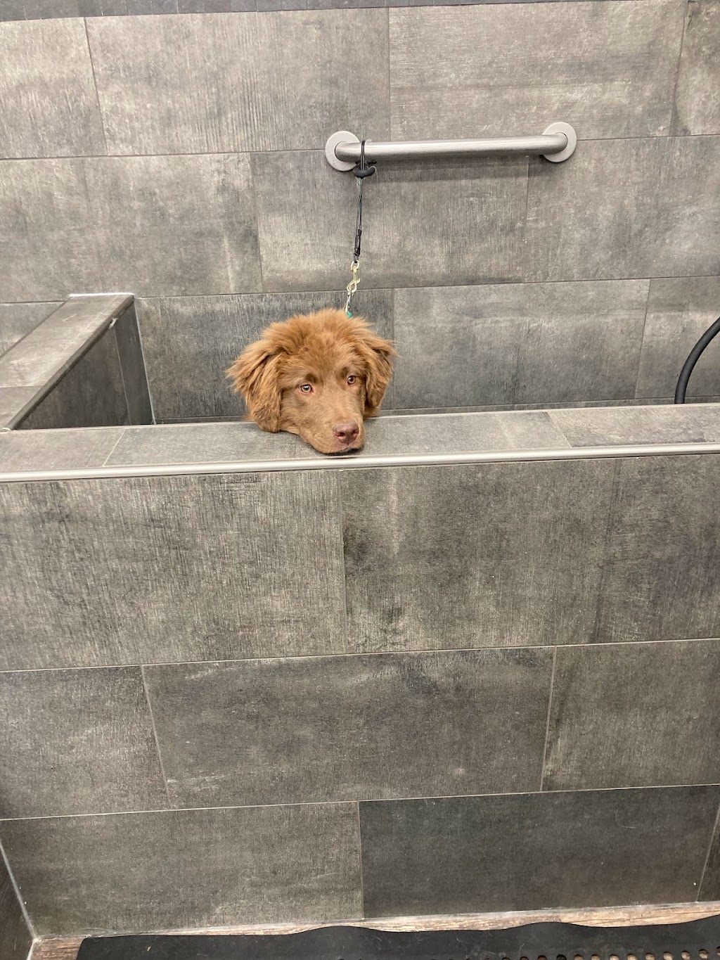 Pet Valu | 12 Elizabeth St, Brighton, ON K0K 1H0, Canada | Phone: (613) 475-4050