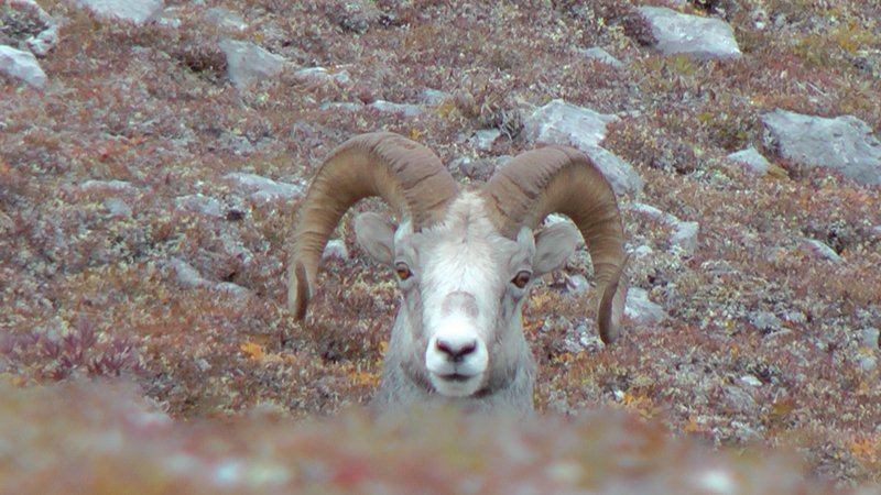 Big Time Hunts | 205 Campbell Rd, Cherryville, BC V0E 2G3, Canada | Phone: (250) 547-0223
