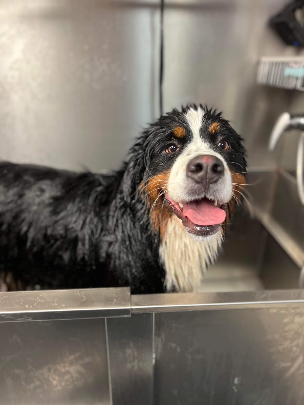 La wooferie spa canin | 329 Rue du Plateau, Sainte-Martine, QC J0S 1V0, Canada | Phone: (514) 246-4940