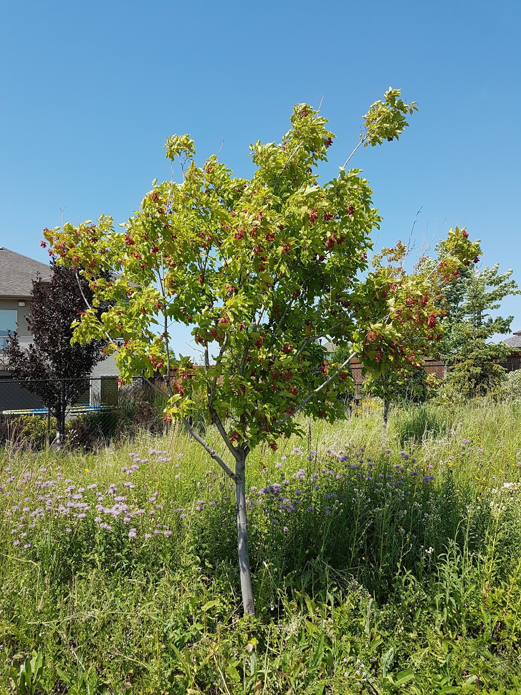 Ken Oblik Greenway Park | 105 Autumnview Dr, Winnipeg, MB R3Y 1S3, Canada