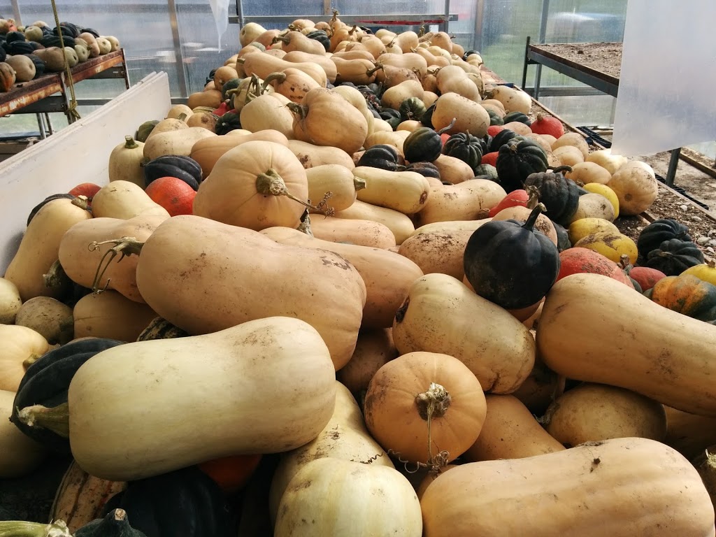 Lunar Rhythm Gardens, Organic CSA Farm | 253 Gray Rd, Janetville, ON L0B 1K0, Canada | Phone: (905) 986-9612