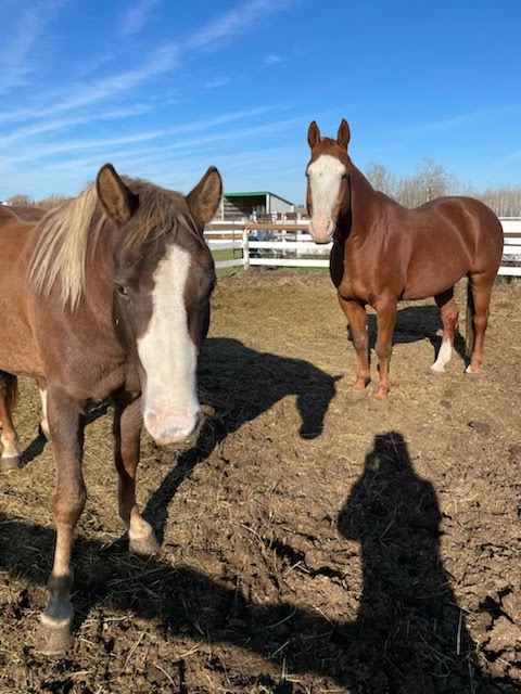 BP Sport Horses | 40125 Richland Rd 54N, Anola, MB R0E 0A0, Canada | Phone: (204) 795-2725