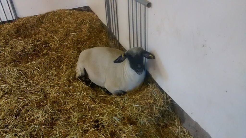 Small Animal Barn | Ottawa, ON K2C, Canada | Phone: (613) 991-3044