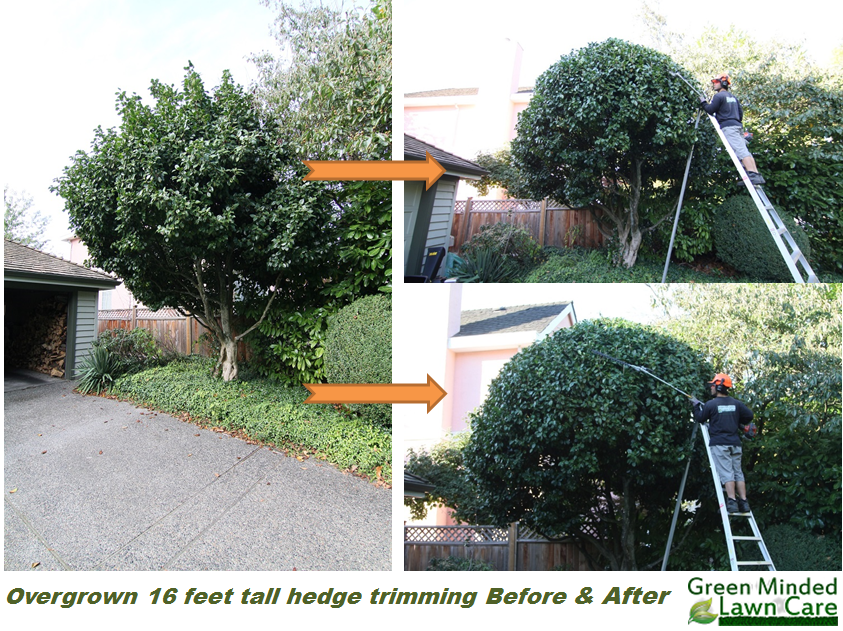 Green Minded Lawn Care | 4237 Marguerite St, Vancouver, BC V6J 4G2, Canada | Phone: (778) 388-2986
