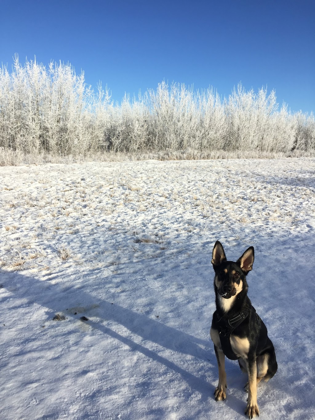 K9 Off-Leash Dog Park | Leduc, AB T9E 3C3, Canada | Phone: (780) 980-7166