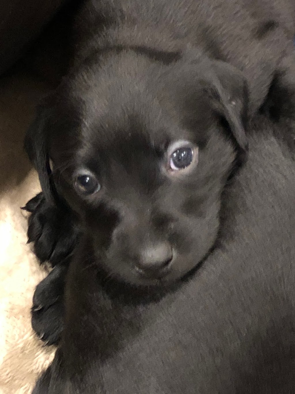 Club Mead Labradors | 2021 10 ave, Spruce View, AB T0M 1V0, Canada | Phone: (780) 387-0413
