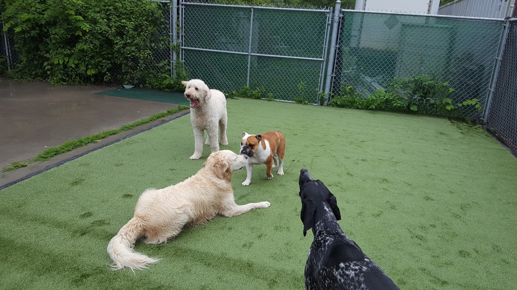Pet Pawsitives Luxury Pet Resort Inc | 411C Dundas St E, Belleville, ON K8N 1E7, Canada | Phone: (613) 779-5900