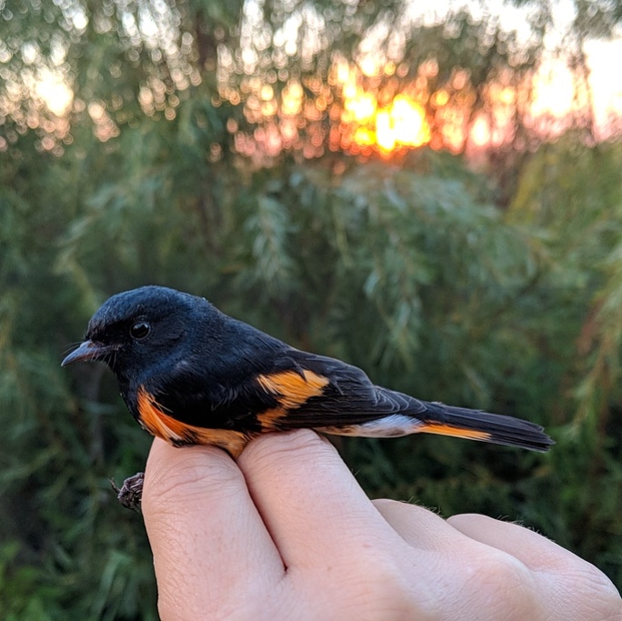 Delta Marsh Bird Observatory | Rockwood, MB R0C 3A0, Canada