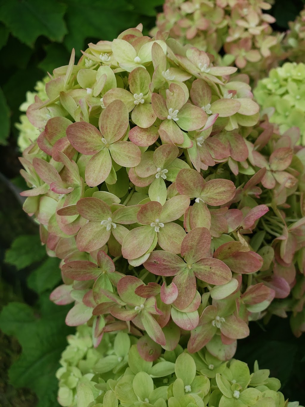 Greenlife Wholesale Nursery | 1770 Manotick Station Rd, Greely, ON K4P 1K4, Canada | Phone: (613) 692-3047