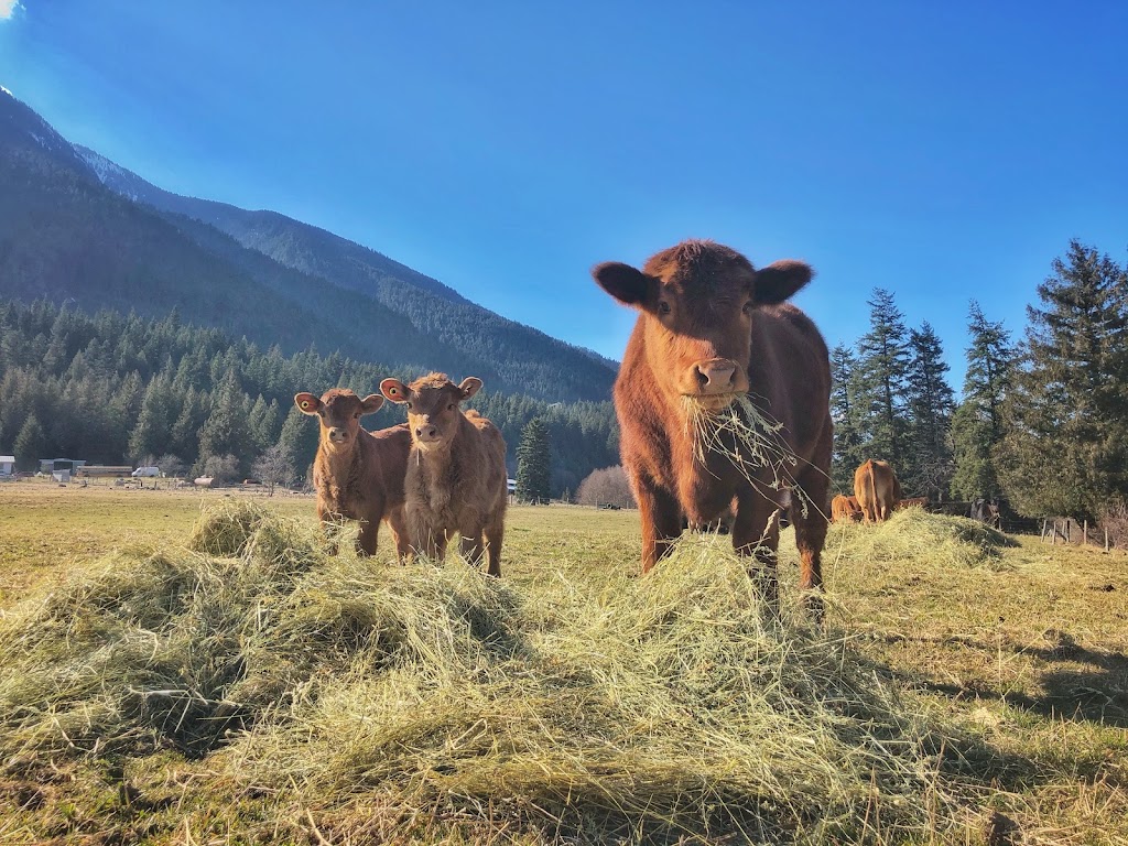 Washtock Family Farm | 52702 Chaumox Rd, Boston Bar, BC V0K 1C0, Canada | Phone: (604) 240-6490