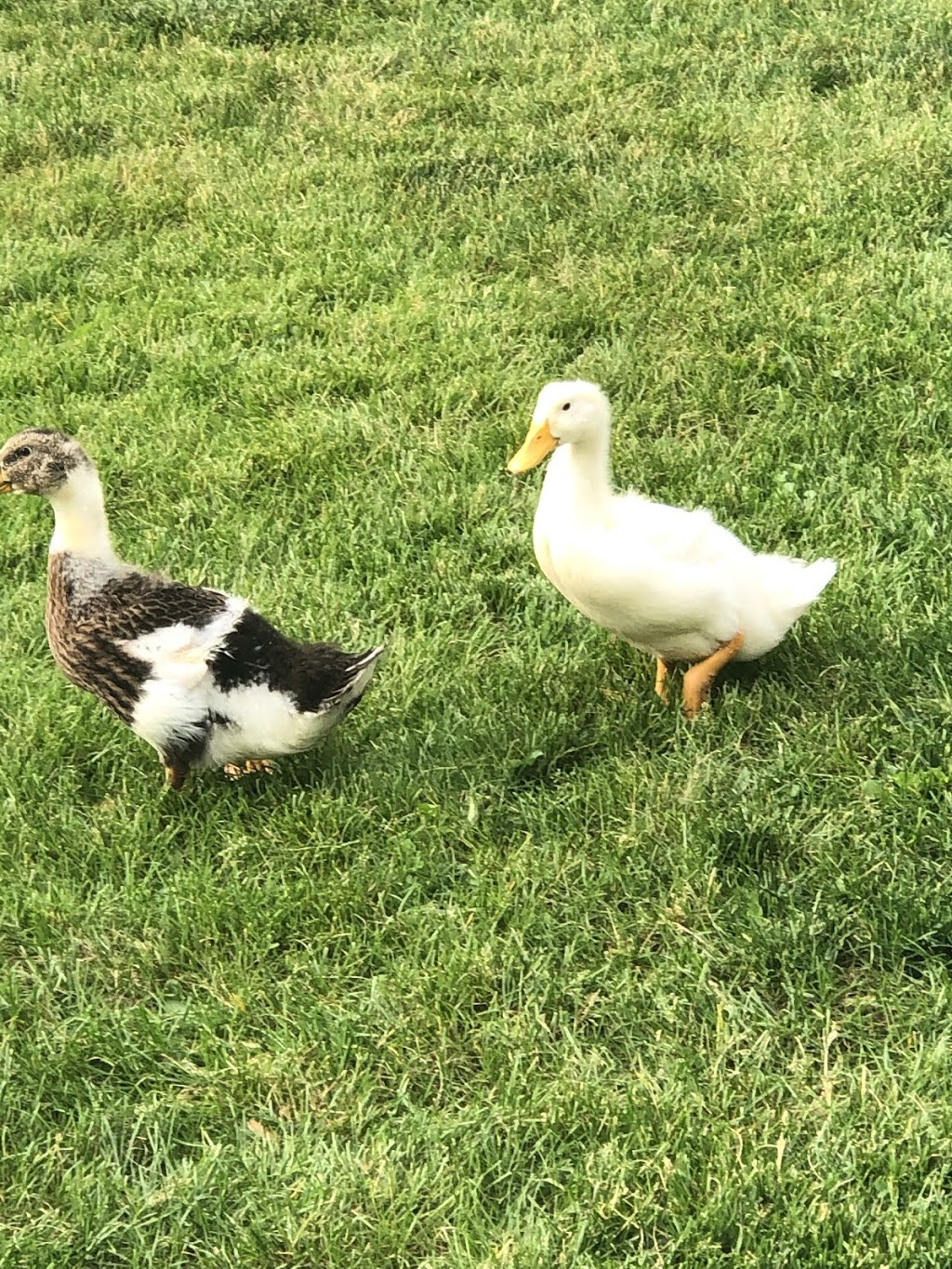 Riverglen Muscovy Duck Farms | 449 Anderson St S, Fergus, ON N1M 1Z8, Canada | Phone: (519) 843-2571