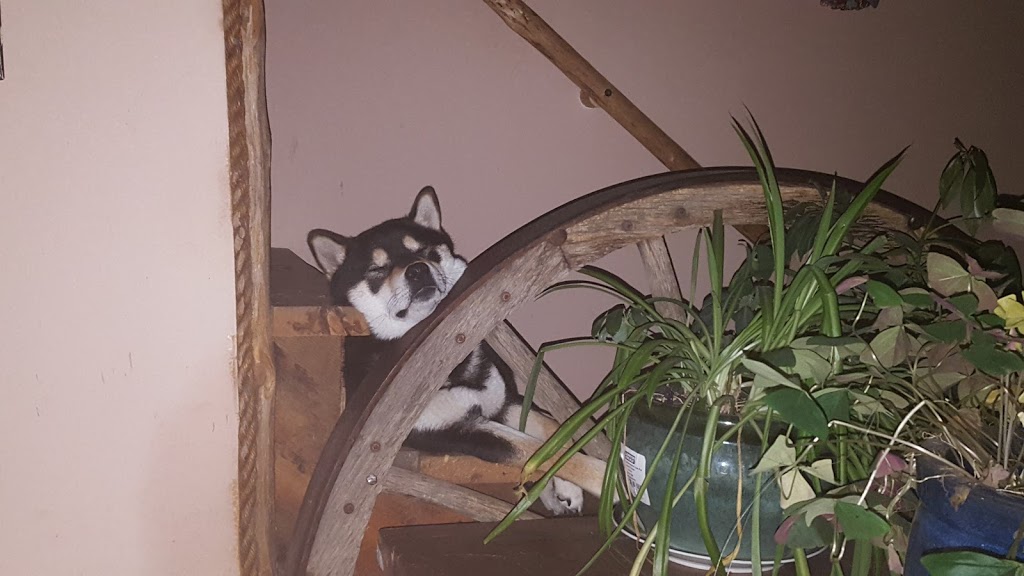 Shamanu Shibas | 5570 Mcdermid Rd, Rock Creek, BC V0H 1Y0, Canada | Phone: (250) 868-3248