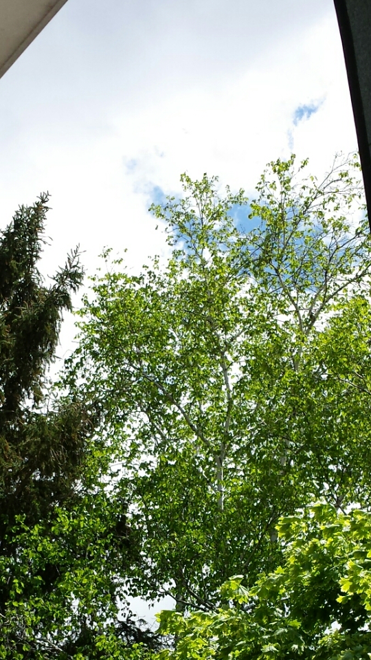 Green Meadows Park | 245 Stevenson St N, Guelph, ON N1E 5B3, Canada