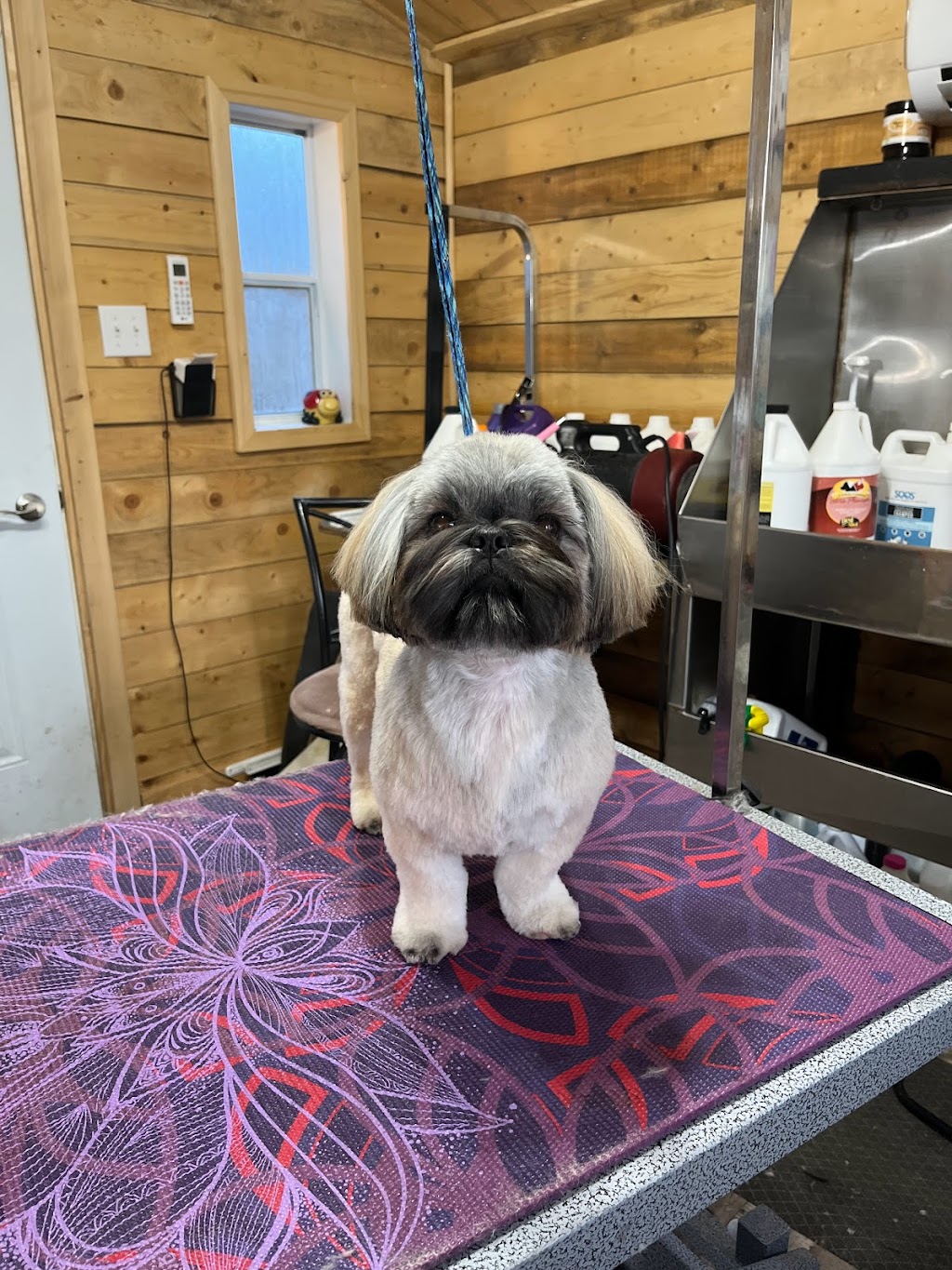 Halos Shih Tzu n Furry Angels Grooming | 1051 Feeners Corner Rd, Upper Northfield, NS B4V 5A6, Canada | Phone: (902) 543-7159