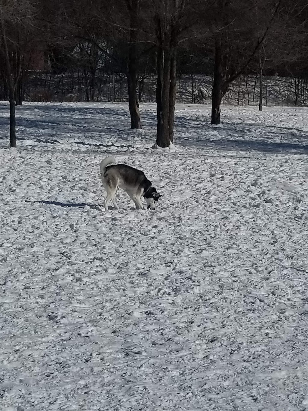 Caesars Dog Park | 941 Commissioners Rd E, London, ON N5Z 4N1, Canada | Phone: (519) 661-2500 ext. 4570