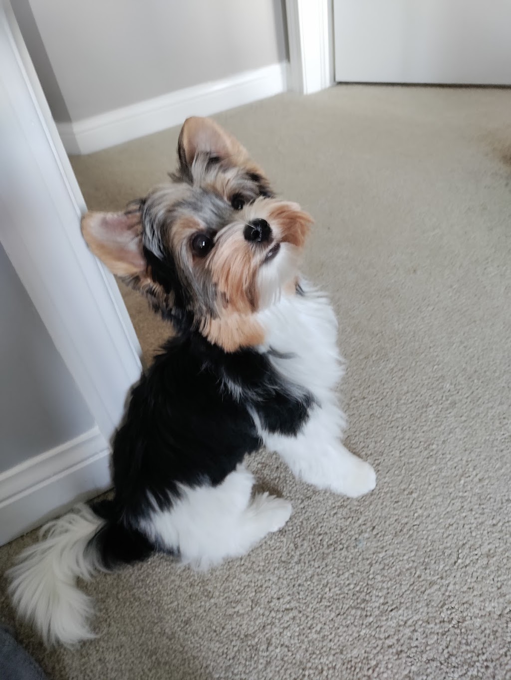 Stephanies Pet Grooming | 451 Guelph Line, Burlington, ON L7R 3L8, Canada | Phone: (905) 637-4143