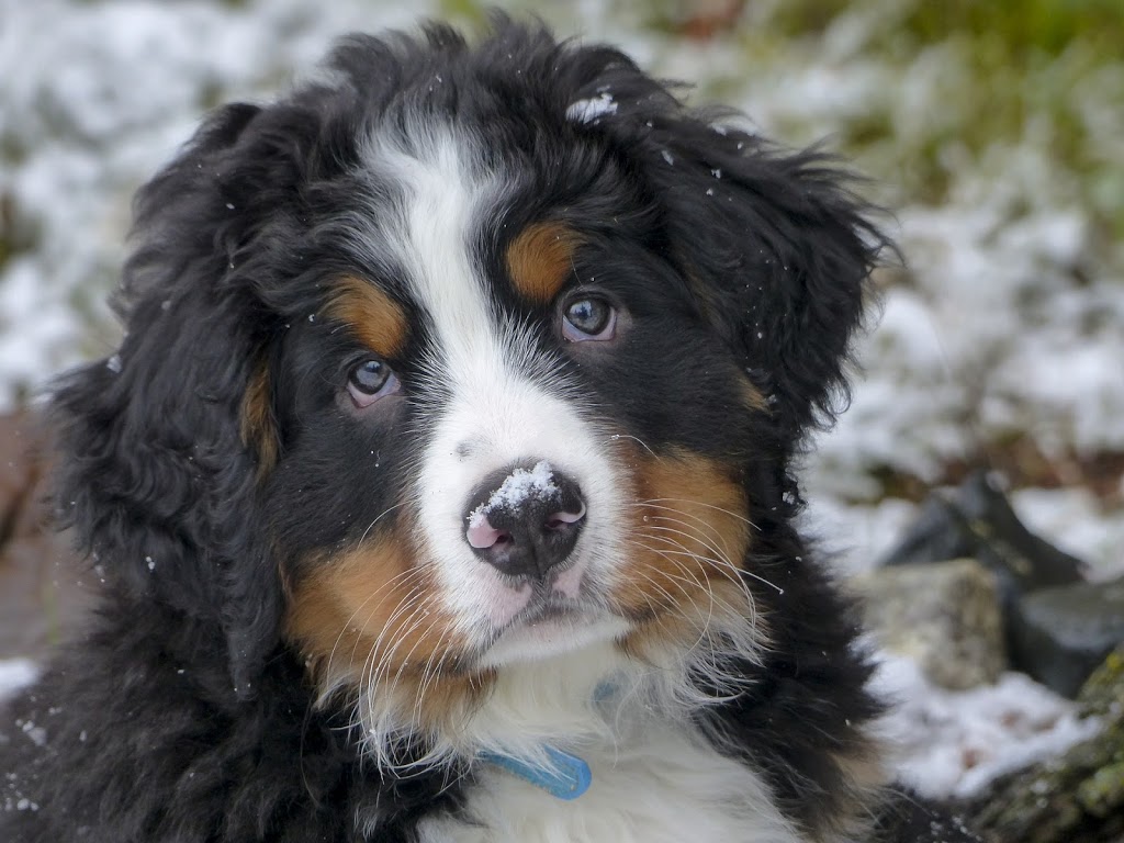 Steveston Veterinary Hospital | 7020 Francis Road, Suite 100, Richmond, BC V6Y 1A2, Canada | Phone: (604) 274-9938
