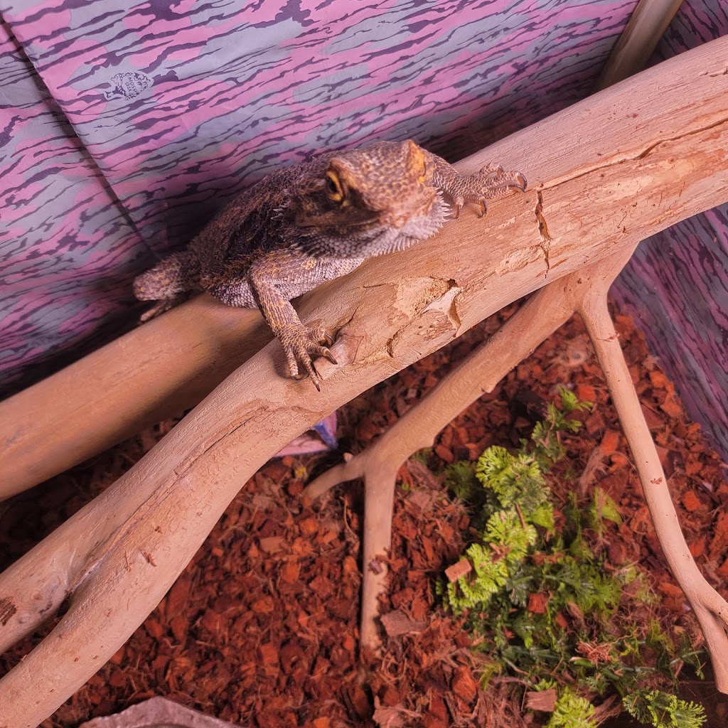Mackinnon Reptiles | 182 Foster St, Berwick, NS B0P 1E0, Canada | Phone: (902) 691-0455