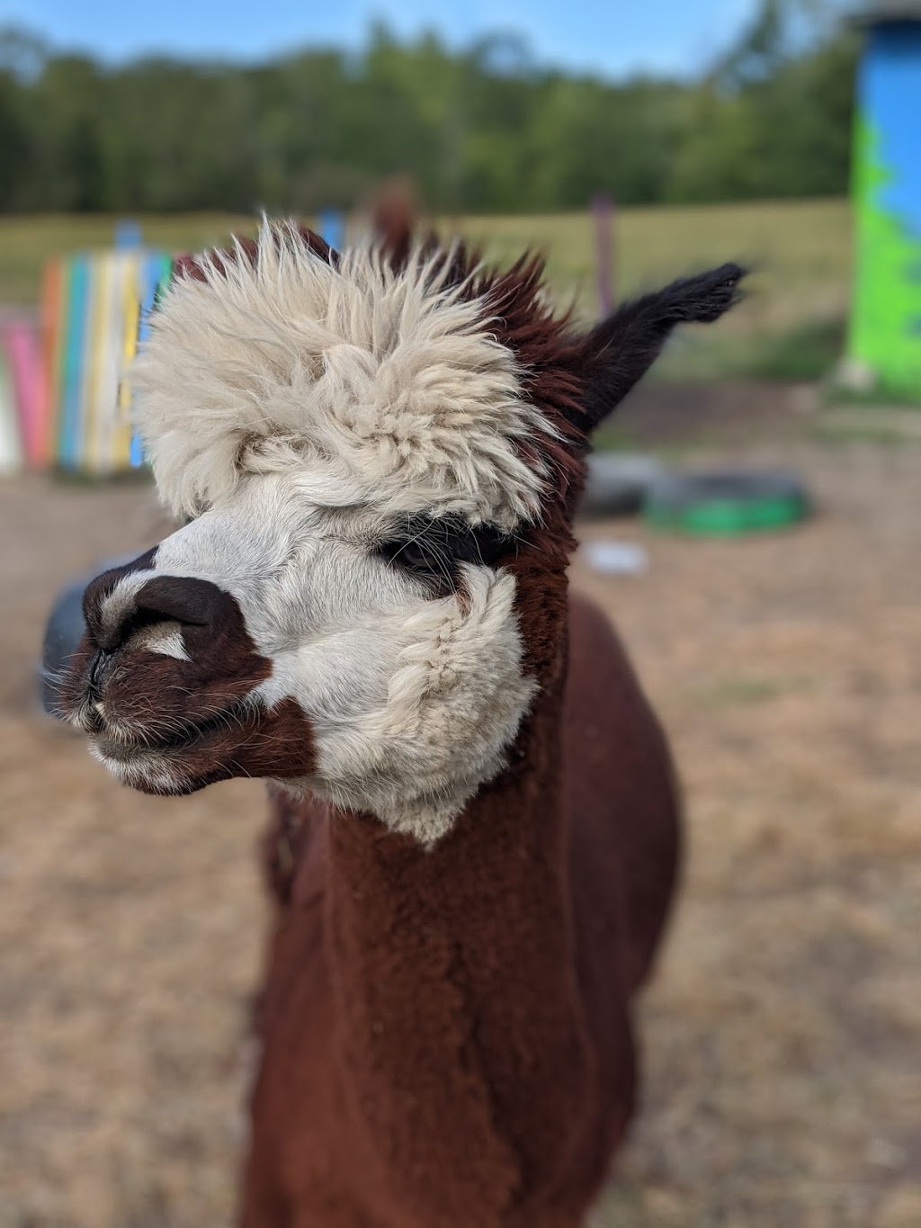 Ostrich Land Farm | 8299 Concession 2 Rd, Caistor Centre, ON L0R 1E0, Canada | Phone: (647) 988-0841