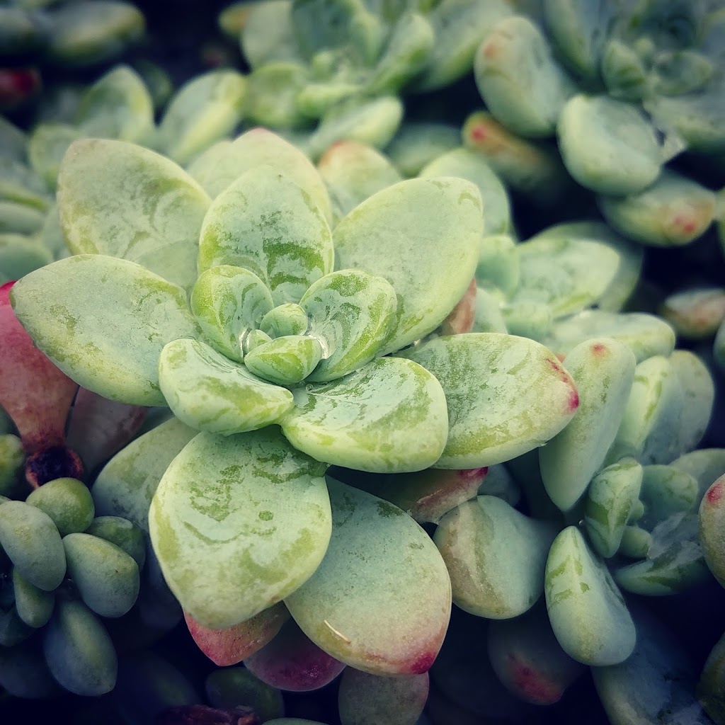 Grow Something | 165 King Edward Ave, East York, ON M4C 5J8, Canada | Phone: (416) 898-7646