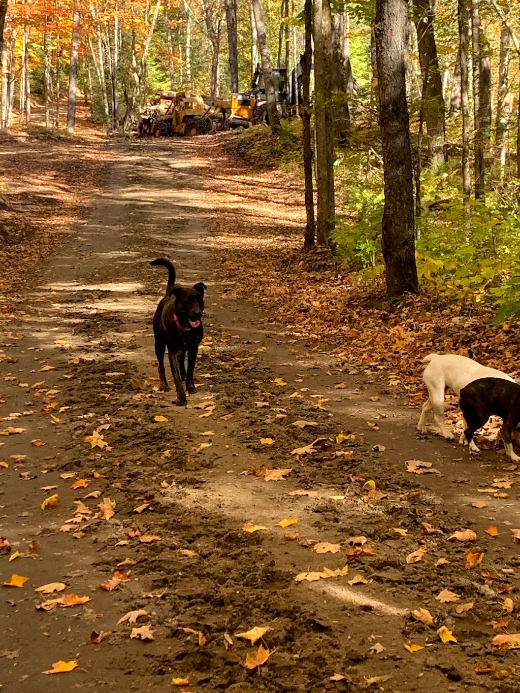 Paw Prints Forever Doggy Daycare | 2475 Fred Jones Rd, Haliburton, ON K0M 1S0, Canada | Phone: (705) 854-0468