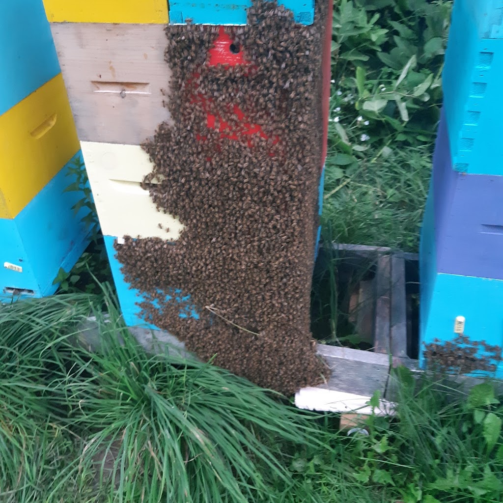 Ahmic Lake Apiaries | 4 Old Nippissing Road, South St, Magnetawan, ON P0A 1P0, Canada | Phone: (705) 380-4661