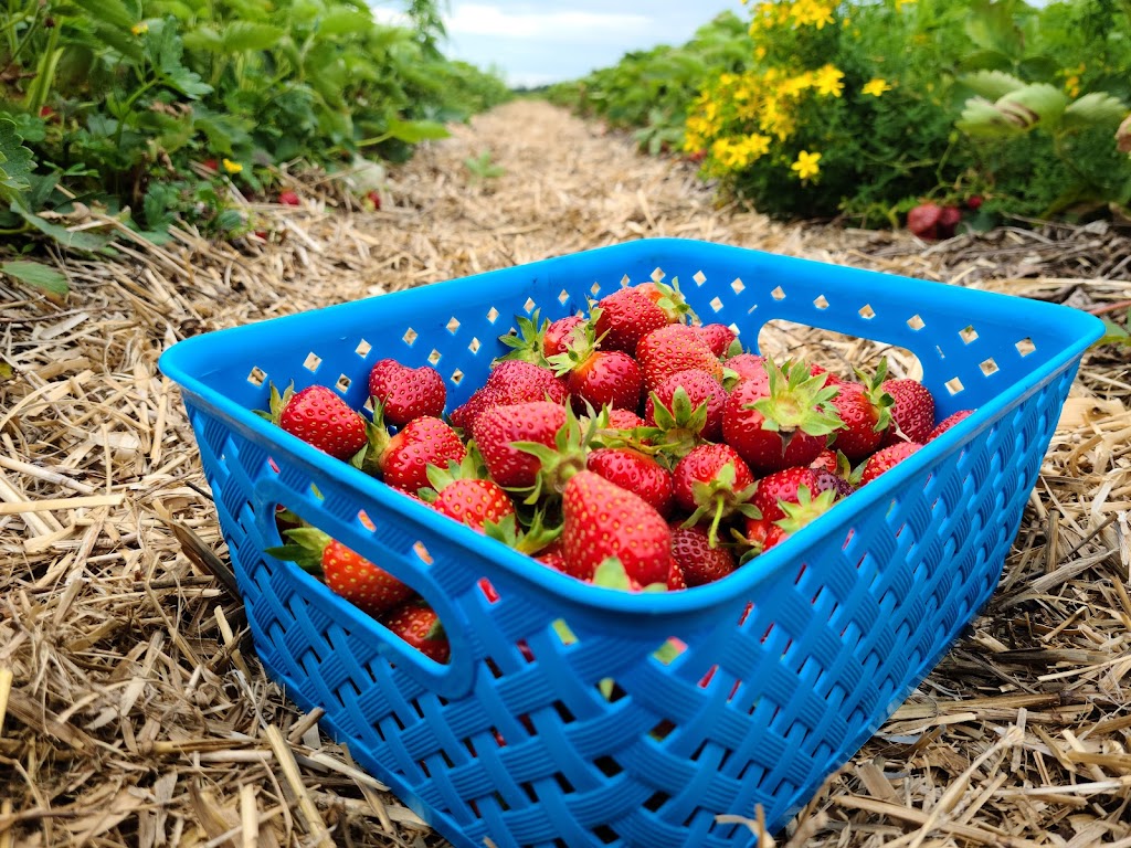 Fraisiere Bellevue | 410 Québec 271 N, Saint-Éphrem-de-Beauce, QC G0M 1R0, Canada | Phone: (418) 484-2634