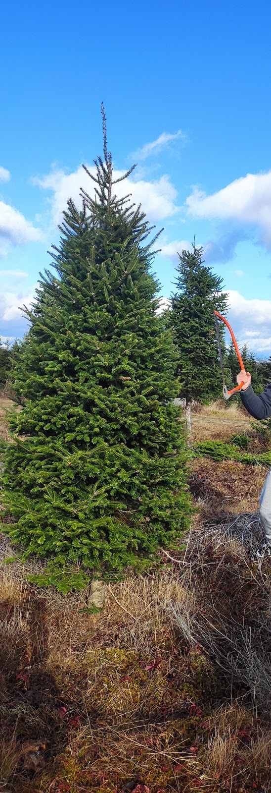 Northern Lights Christmas Tree Farm | 3200 Clam Harbour Rd, Lake Charlotte, NS B0J 1Y0, Canada | Phone: (902) 641-2142