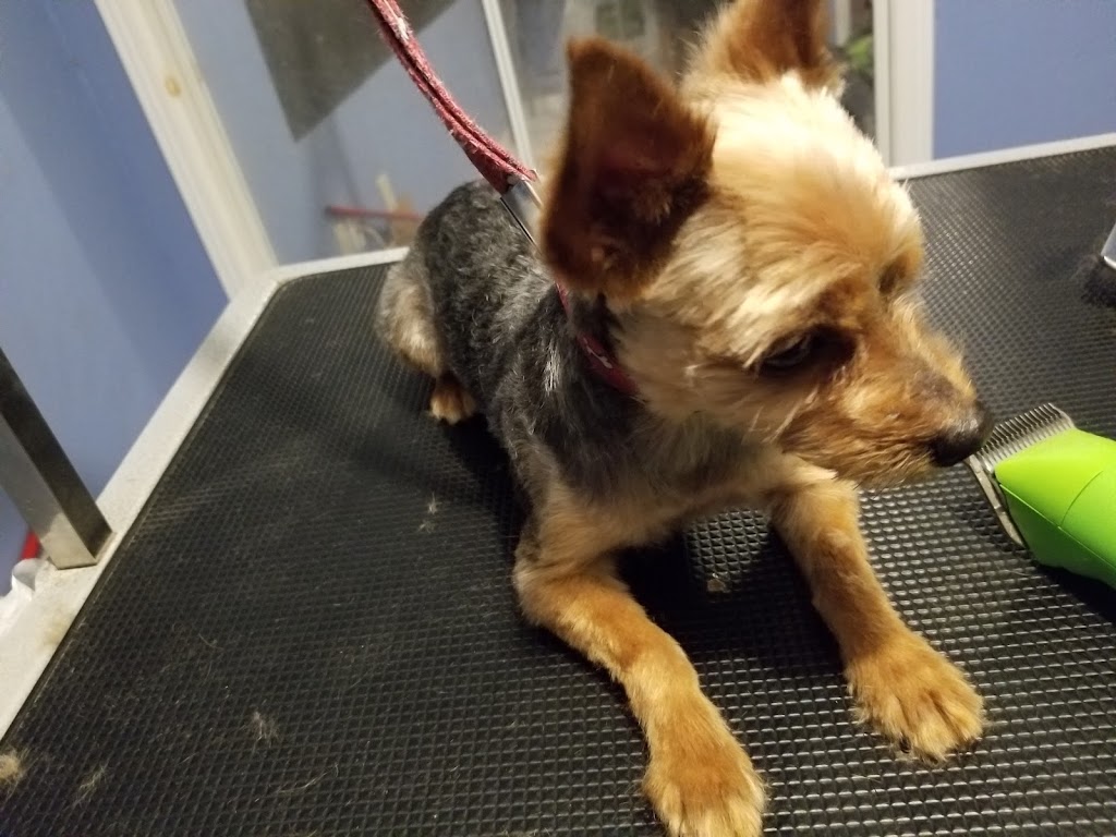 vip puppy spa | 192 View N Ct, Woodbridge, ON L4L 8S3, Canada | Phone: (647) 472-2474