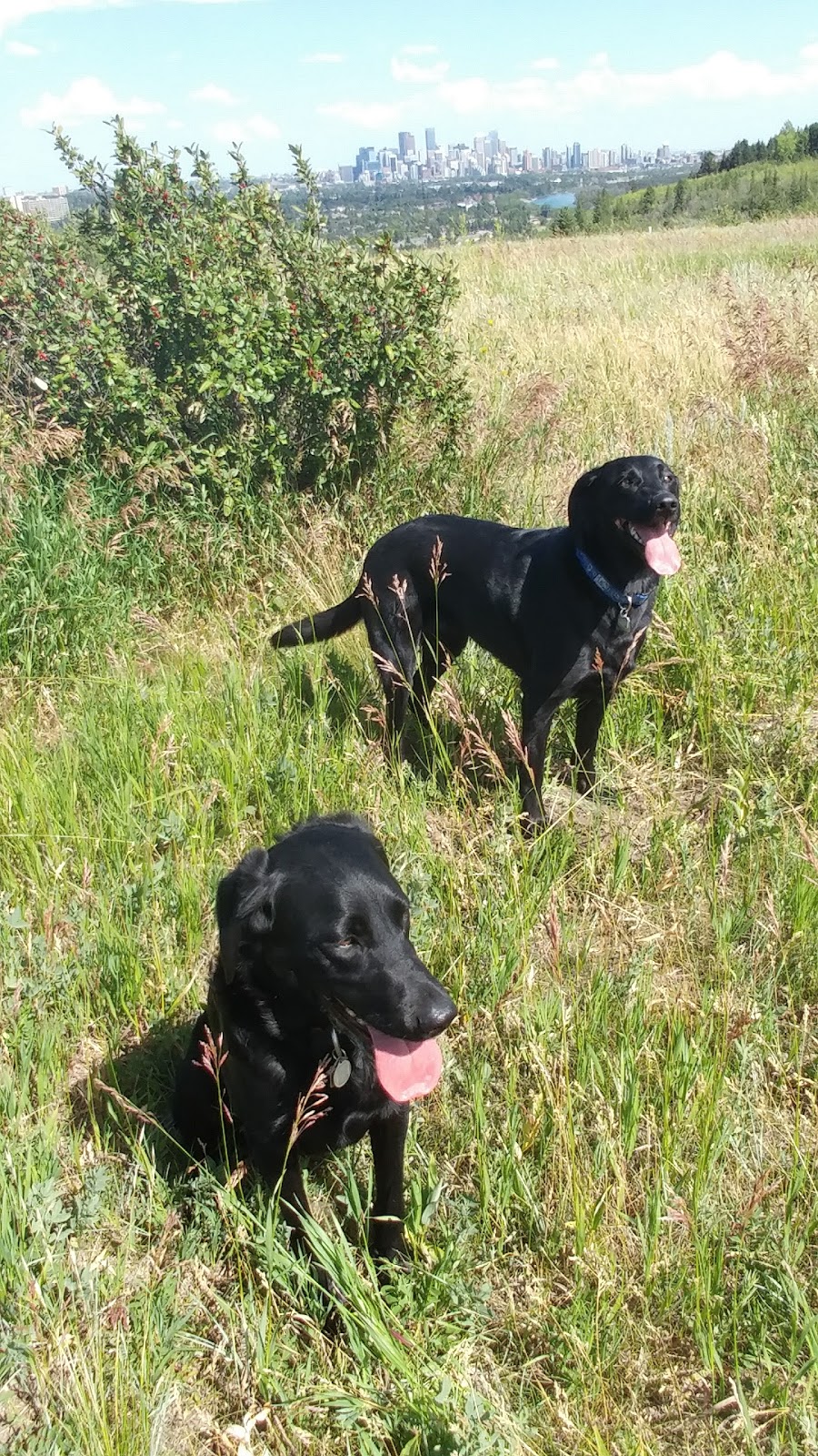 Coach Hill Off-leash Area COA-001 | 6204 Coach Hill Rd SW, Calgary, AB T3H 1J4, Canada