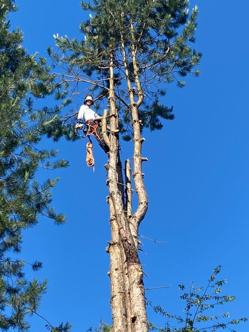 Pacific Hedge Tree Care | 20560 66 Ave #6, Langley, BC V2Y 2Y8, Canada | Phone: (778) 999-8996