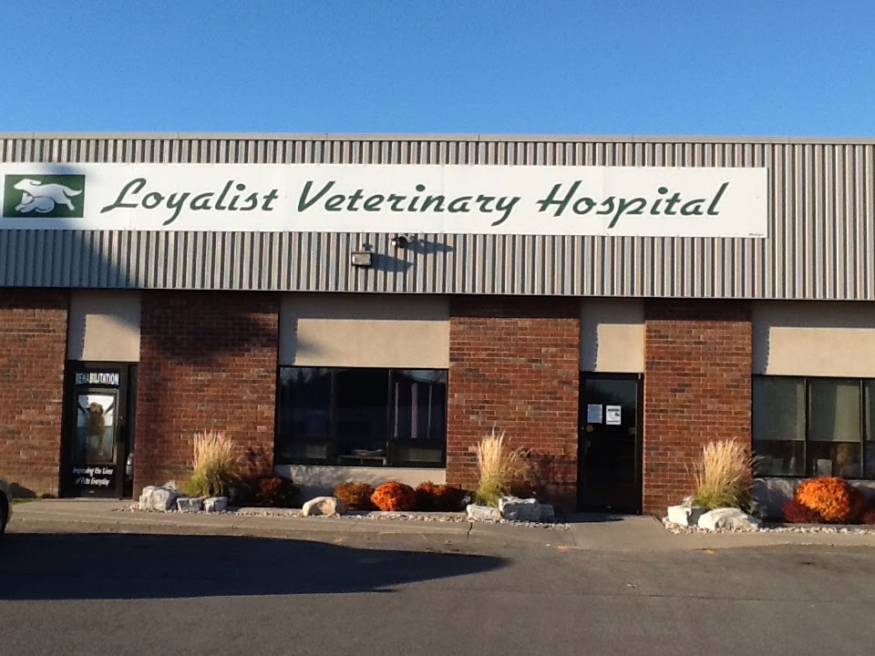 Loyalist Veterinary Hospital | 360 Bell Blvd, Belleville, ON K8P 5H8, Canada | Phone: (613) 966-2519
