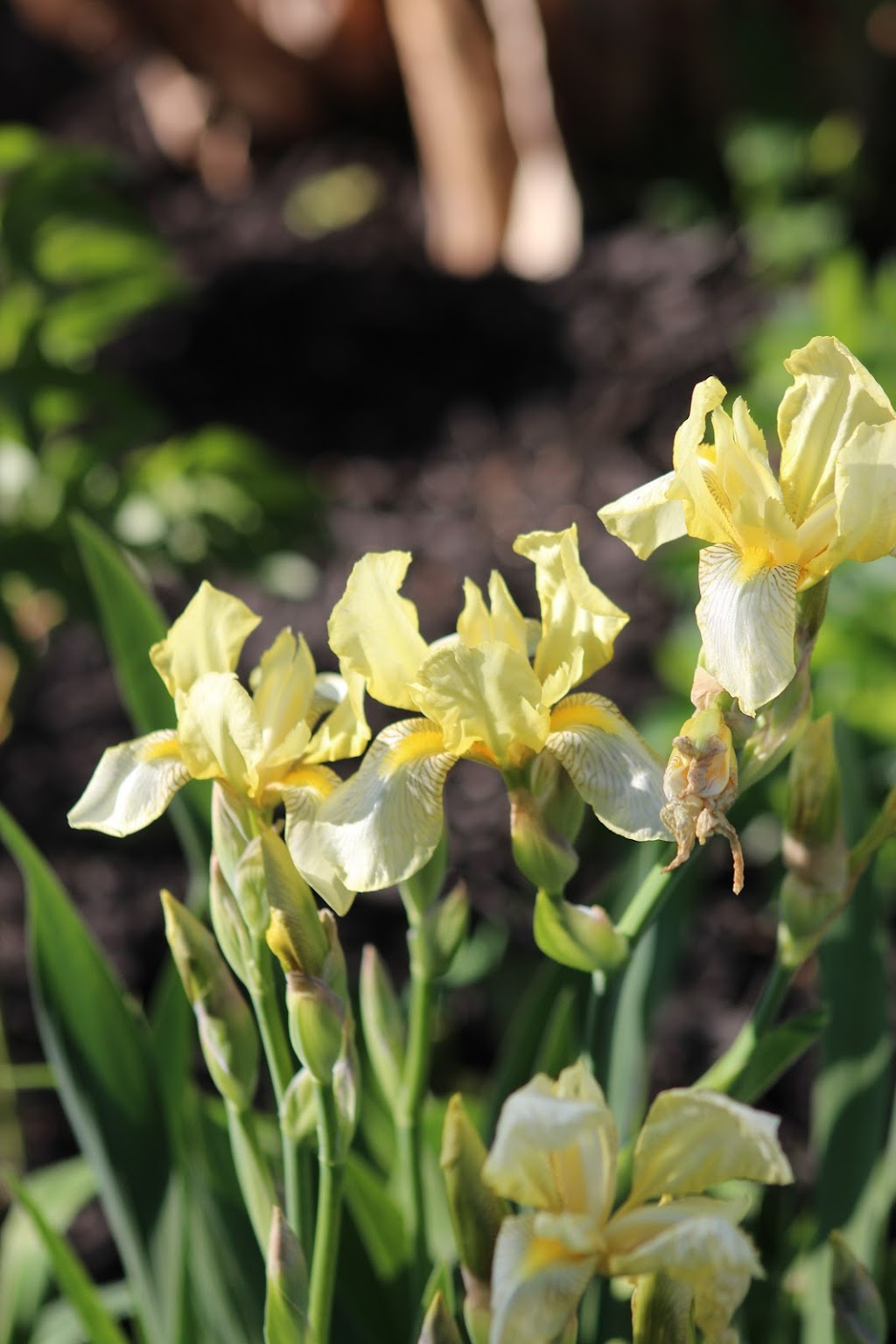 Heather Benton Landscape Design | 110 Royal Gala Dr, Brighton, ON K0K 1H0, Canada | Phone: (647) 321-4567