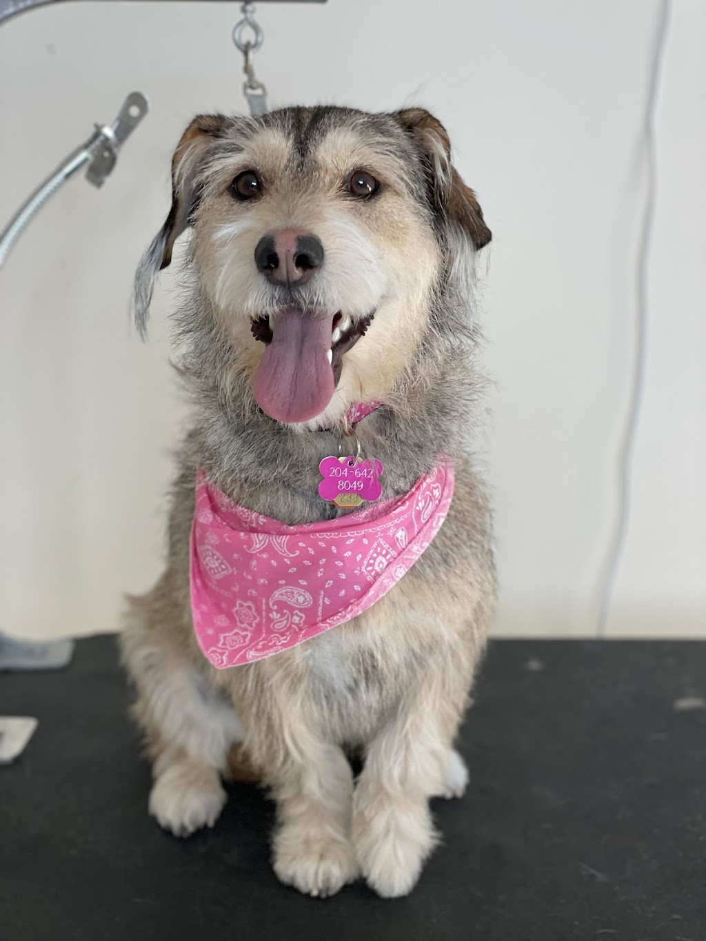 Top knotch companion dog grooming | 404 2 Ave, Keoma, AB T4A 1G6, Canada | Phone: (403) 700-8486