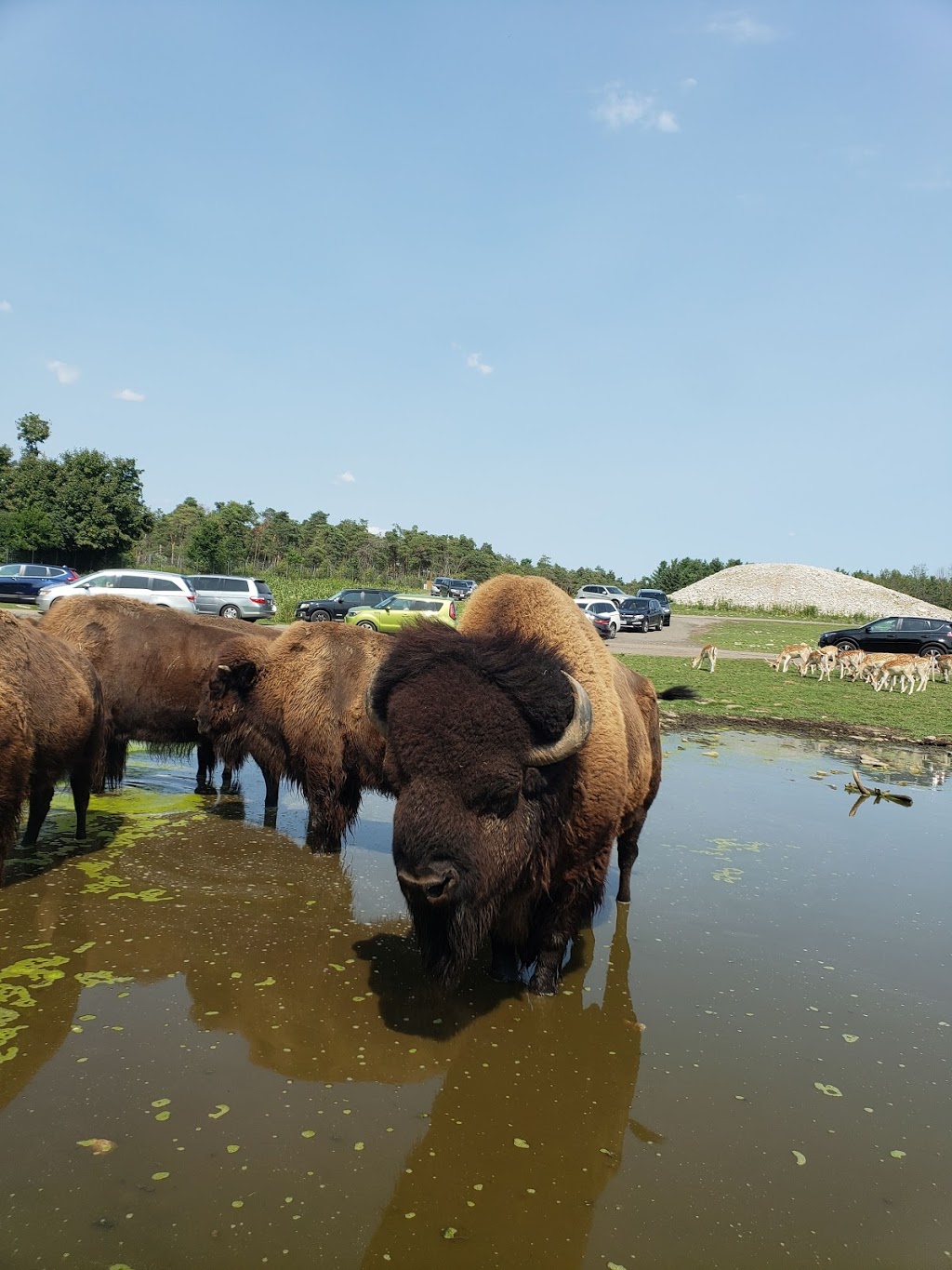 Elephant Round-Up | Flamborough, Hamilton, ON N1R 5S2, Canada