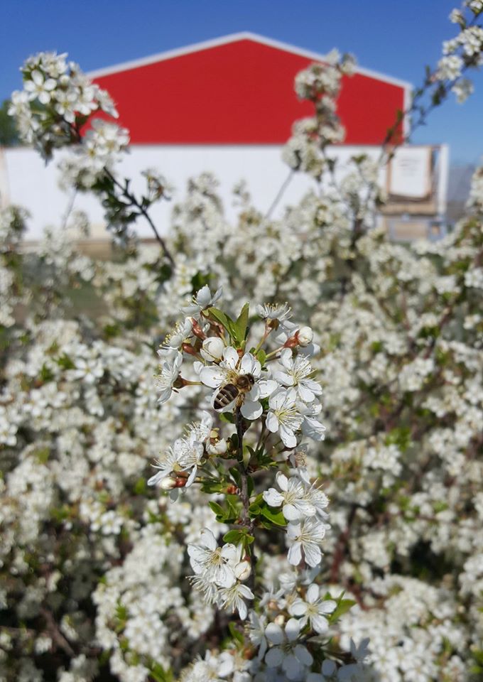 Prairie Bee Meadery | C43W+VF, Caron, SK S0H 0R0, Canada | Phone: (306) 692-6323