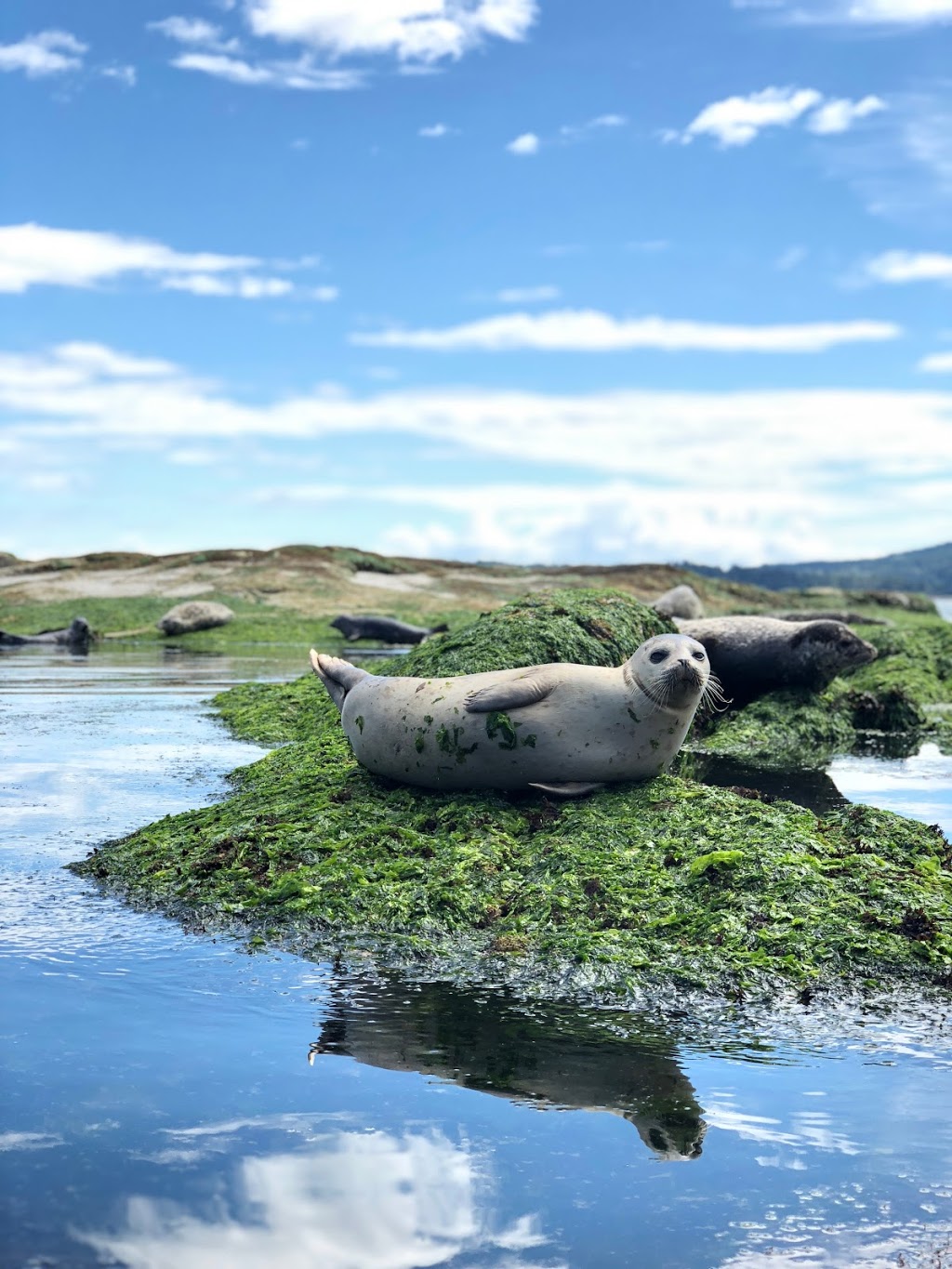Blue Dog Kayaking | 9835 Seaport Pl, Sidney, BC V8L 4X3, Canada | Phone: (250) 710-7693