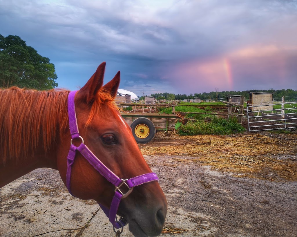 Lilac Lane Equestrian | 2464 Munster Rd, Stittsville, ON K2S 1B8, Canada | Phone: (613) 262-9206