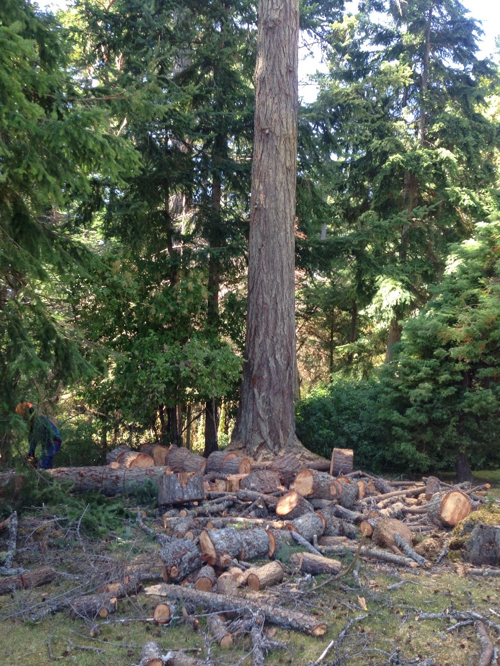 Adams Tree Service | point of interest | 4701 Cardsview Terrace, Victoria, BC V9C 4E9, Canada | 2505168315 OR +1 250-516-8315