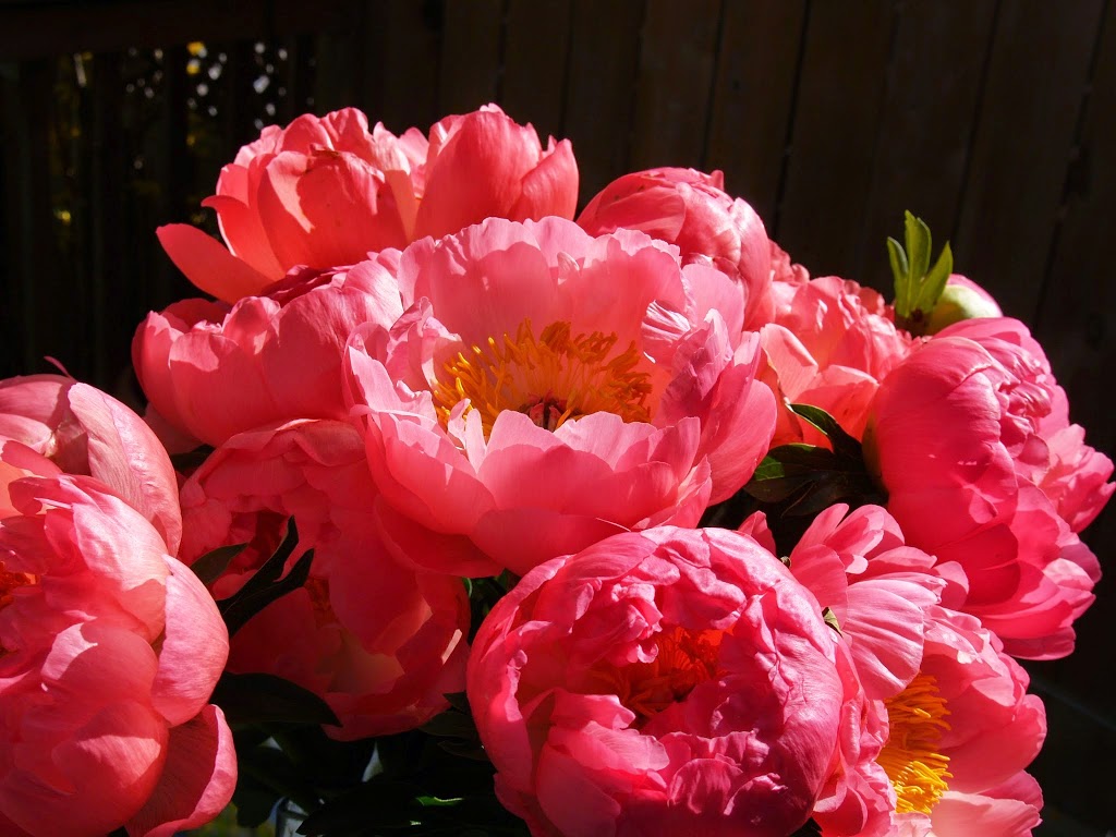 Demarco Perpich Fine Flowers | 1044 Queen St W, Toronto, ON M6J 1H7, Canada | Phone: (416) 967-0893