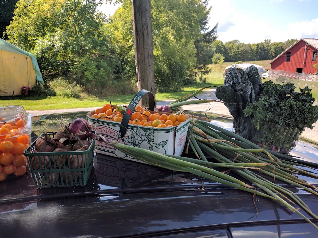 Wiseacres Organic Farm | 2029 Centreville Rd #1809, Centreville, ON K0K 1N0, Canada | Phone: (613) 378-2583