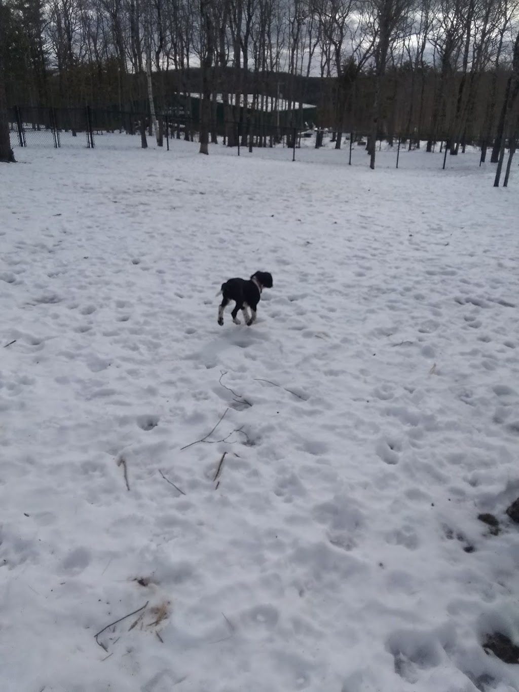 South Shore Vet Dog Park | 543 Glen Allan Dr, Bridgewater, NS B4V 0A8, Canada | Phone: (902) 543-4651