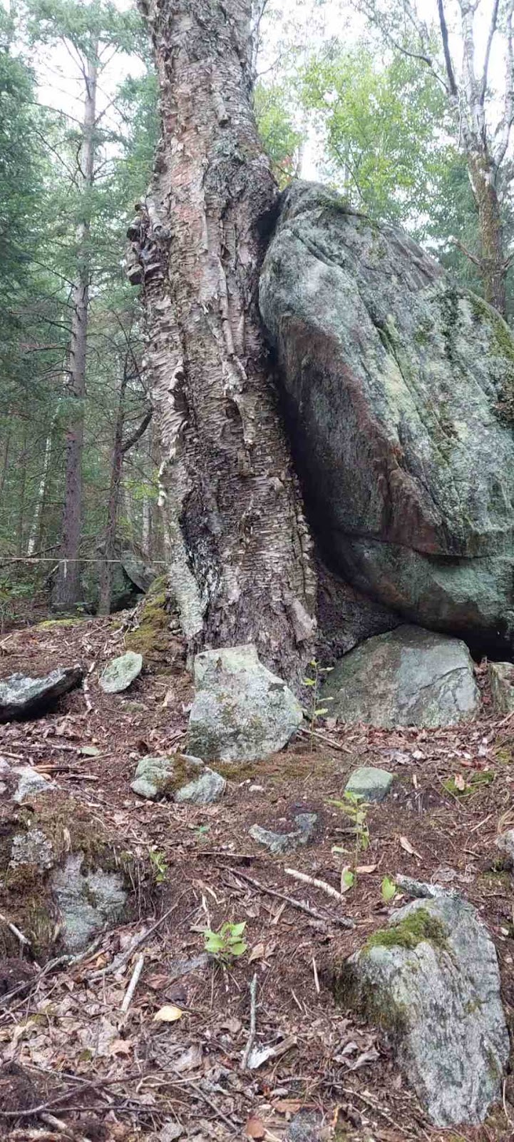 Rocky Ridge Apple Orchard & Hiking Trails | 81 Rocky Ridge Rd, Barrys Bay, ON K0J 1B0, Canada | Phone: (613) 756-0087