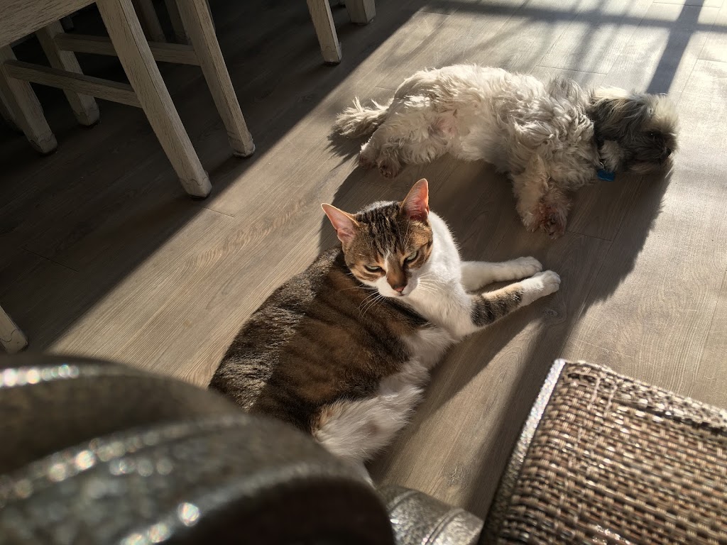 SPCA Lanaudiere | 7695 QC-335, Saint-Calixte, QC J0K 1Z0, Canada | Phone: (450) 222-1112