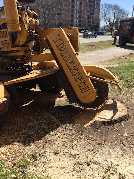 Timbertech Tree Care | 654 Airport Rd, Stirling, ON K0K 3E0, Canada | Phone: (613) 968-1897